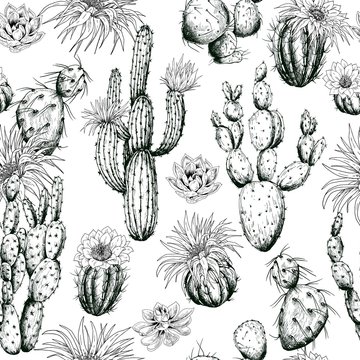 Seamless pattern with black and white cactus plants and flowers. Hand drawn vector.