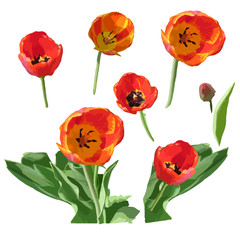 Set of watercolor different  red ulips  isolated on white background. 
