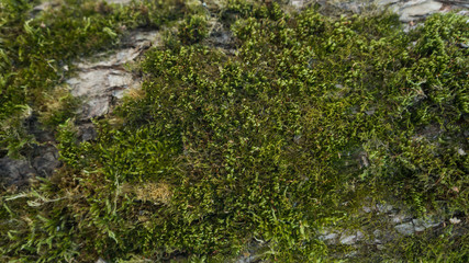 Obraz na płótnie Canvas green moss on the bark background texture