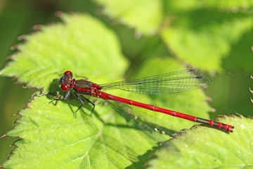 Large Red Damselfly on a leaf