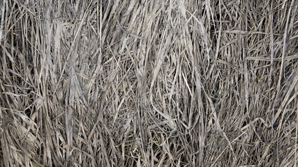 dried up weathered hay background texture