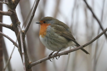 Redbreast