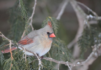 Northern Cardinal female