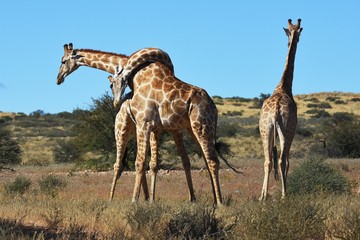 Zwei Giraffenbullen (giraffa camelopardalis) kämpfen im Kgalagadi Nationalpark in Südafrika