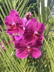 Papilionanda Hilo Rainbow Orchid flowers in Singapore garden. Orchid flowers stock photo