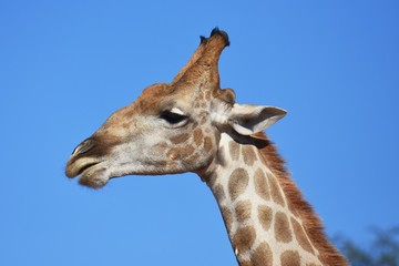 Giraffenportrait: Steppengiraffe (giraffa camelopardalis ) im Kgalagadi Nationalpark in Südafrika