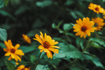 Obraz premium Group of colorful juicy yellow flower with orange center and vivid pleasant pure petals. Flowering jerusalem artichoke in macro. Many helianthus tuberosus close-up. Beautiful flowers of topinambur.