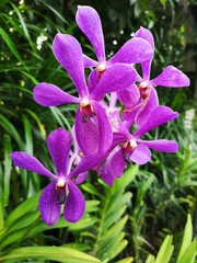 Aranda Noorah Alsagoff also commonly known as the Arachnis Hookeriana x Vanda Dawn Nishimura Orchid flowers in Singapore garden. Orchid flowers stock photo.