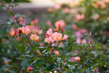 Small pink roses growing in the garden