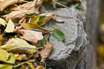Fall foliage with drops of dew