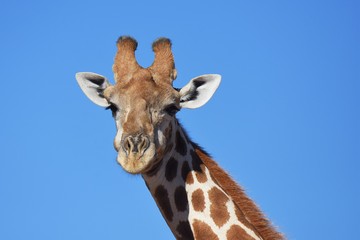 Giraffenportrait: Steppengiraffe (giraffa camelopardalis ) im Kgalagadi Nationalpark in Südafrika