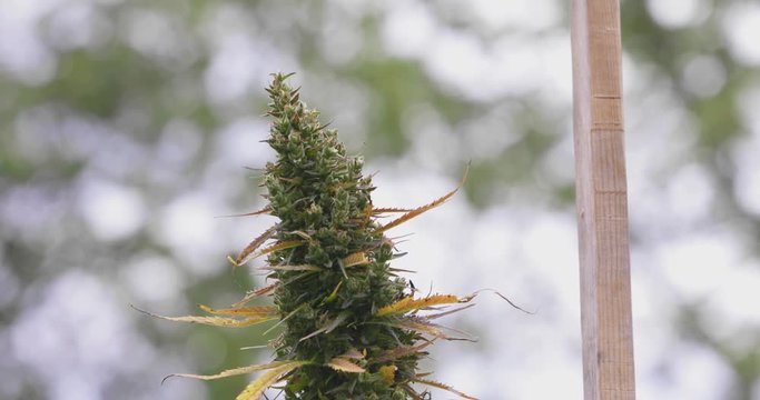 Static shot of the top of a marijuana plant. Cannabis plant has lots of green buds and yellowing leaves