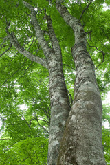 Fresh Green Beech Tree - 新緑のブナの木