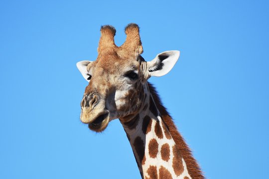 Giraffenportrait: Steppengiraffe (giraffa camelopardalis ) im Kgalagadi Nationalpark in Südafrika