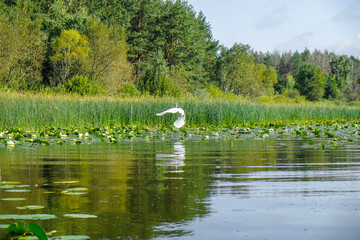 The white heron is flying over the lake in the morning. Forest lake with reed. Ukrainian nature.