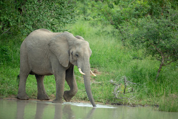 Herd of elephants drinking at a waterhole