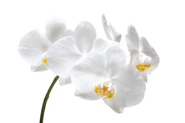 Naklejka na ściany i meble Beautiful spring tender orchid flower close up.