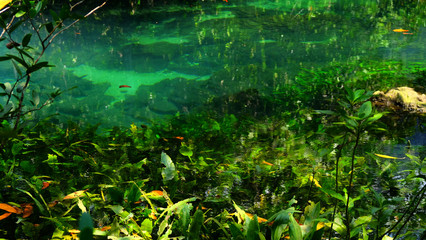 Roots of tree, seaweed, stone and reflection of water under emerald spring pool in tropical mangrove forest park at the south of Thailand.