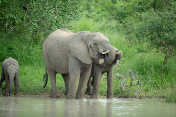 Herd of elephants drinking at a waterhole