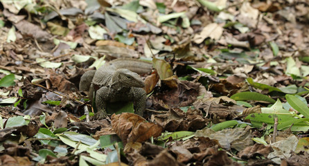 Waran Echse in Singapur