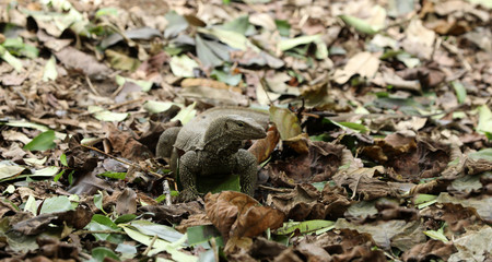 Waran Echse in Singapur