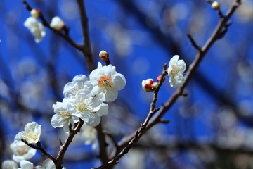 嫁石の白加賀（高知市土佐山）