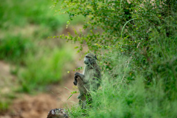 Baboon sitting in the grass hiding