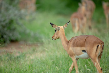 Impala walking in the green grass
