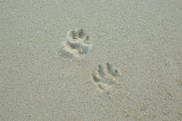 Dog tracks in sand as background for design