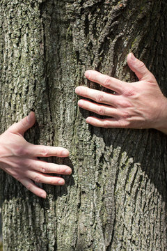 Man's hands hugging tree