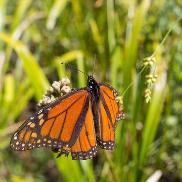 Monarch Butterfly Close Up