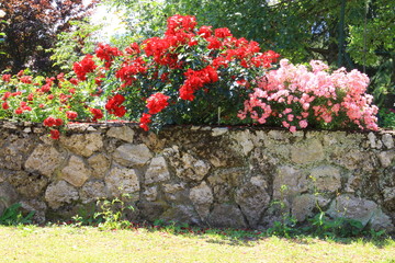 rosen