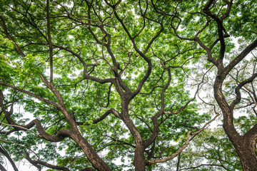 texture forest