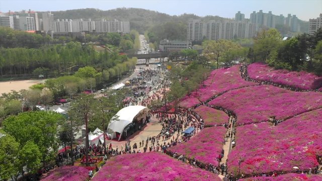 Drone scans toward the entrance of the azalea festival in South, Korea.