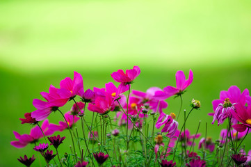pink flowers in green background