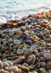 Piedras húmedas variadas en la playa