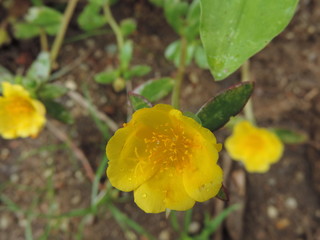 Flor amarela
