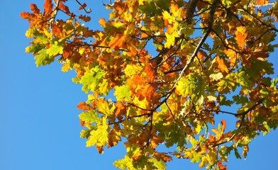 autumn leaves against blue sky