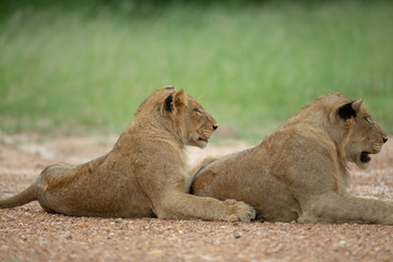 Fototapeta na wymiar Young lions laying out in the open