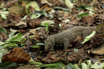 Waran Echse in Singapur