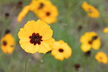 Texas Wildflowers in Rockport Texas