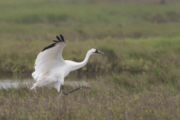 Critically Endangered Whooping Crane in Aransas National Wildlife Refuge on a very foggy morning