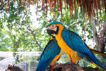 Beautiful colorful parrots on the old branch