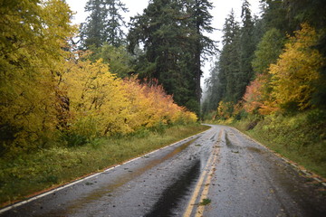 Washington, U.S.A. October 19, 2017. Olympic National Park Soleduck Valley river surrounded by autumn colors on a rainy day.