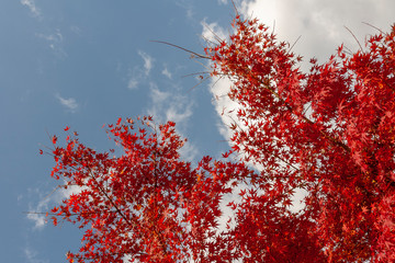 Autumn color in Japan