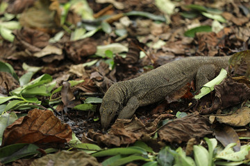 Waran Echse in Singapur