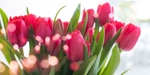 Red tulips with bokeh