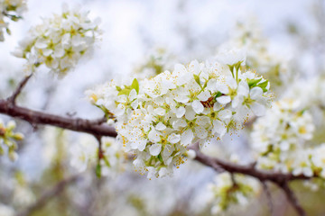 Watering the garlic at summer by green watering can with rainbow