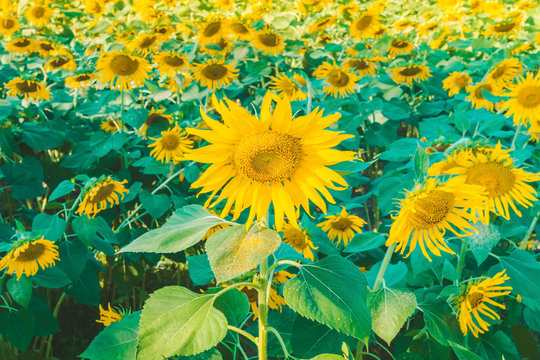Prettiest sunflowers field in the afternoon in Nakhon Pathom, Thailand. Closeup of sunflower on farm. Rural landscape