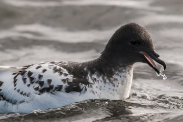 Cape Petrel, Antartic bird, Antártica